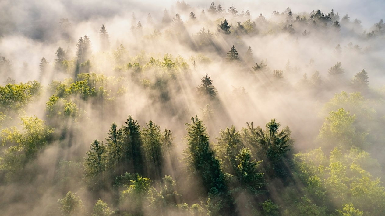 Sun rays shining over a foggy forrest