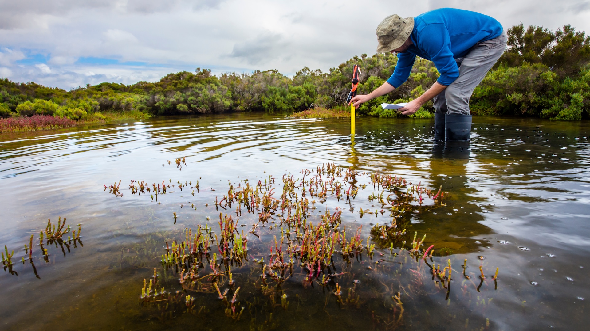 Scientist measuring water depth to install water level data loggers in a coastal wetland to understand inundation period and impact on ecosystem services.