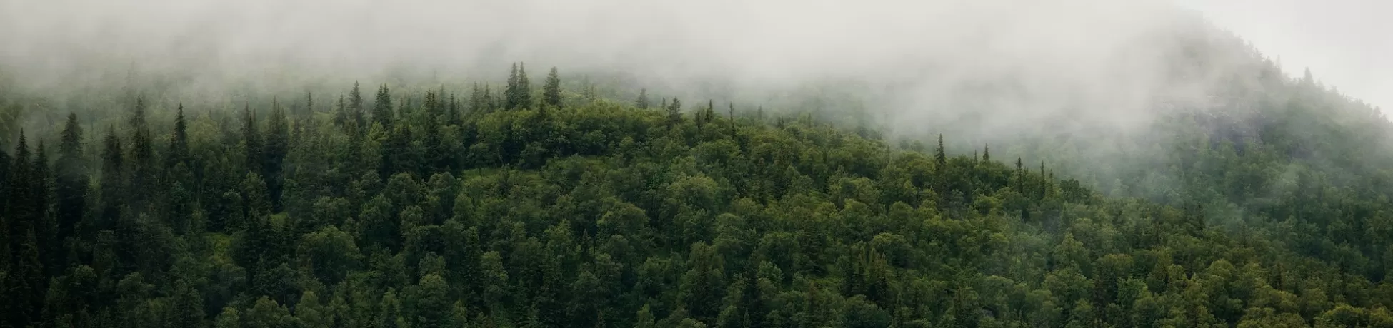 A birds-eye view of a green forest slightly shrouded by clouds