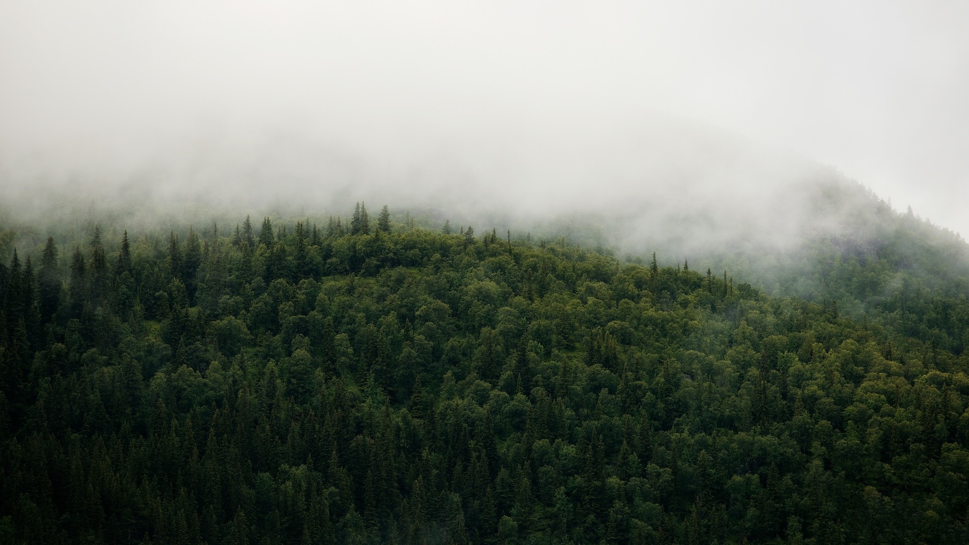 A birds-eye view of a green forest slightly shrouded by clouds