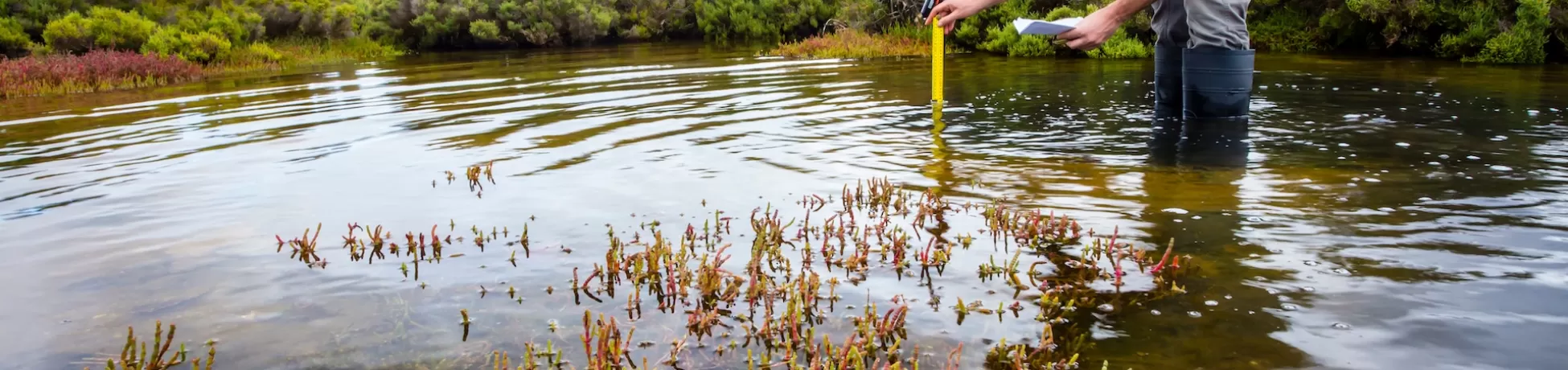 Scientist measuring water depth to install water level data loggers in a coastal wetland to understand inundation period and impact on ecosystem services.