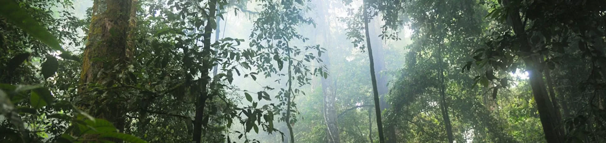Sun rays shining through thick forest